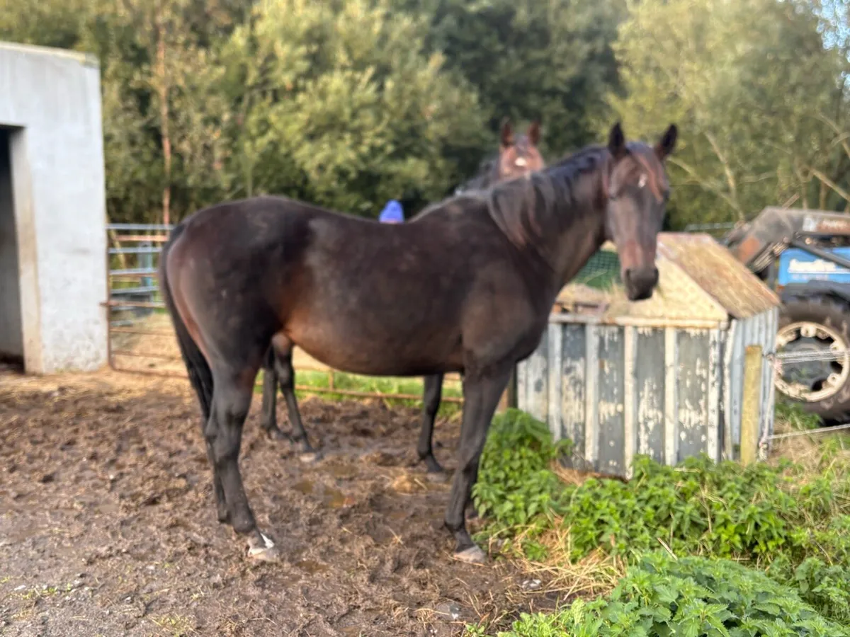 Big National Hunt Mare. - Image 2