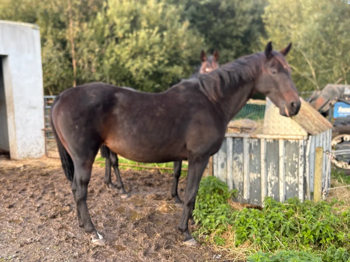 Big National Hunt Mare. - Image 3