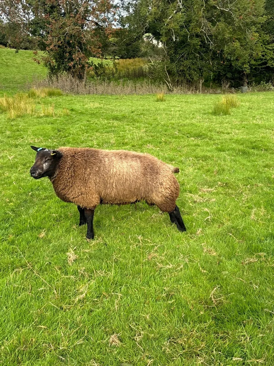 Blue Texel Tip Lamb