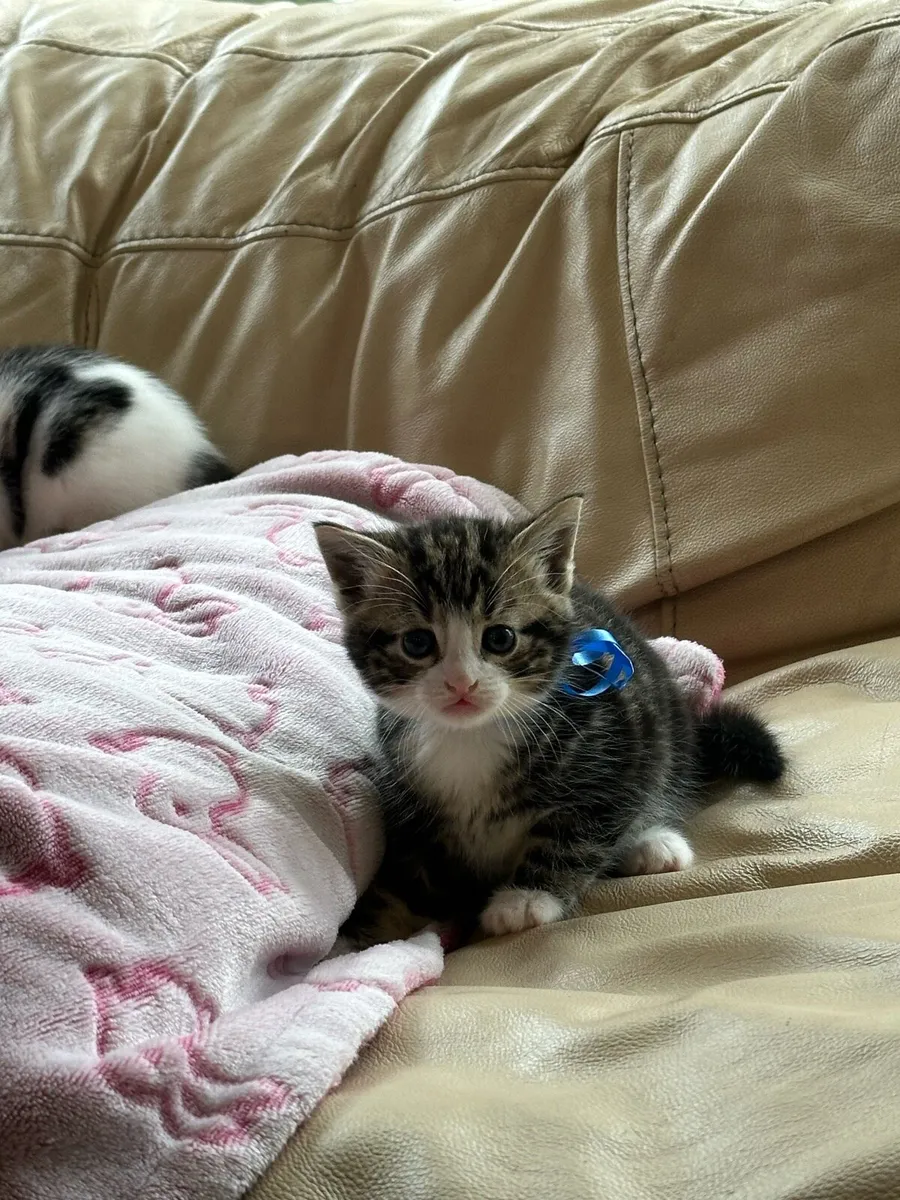Long hair kittens - Image 1