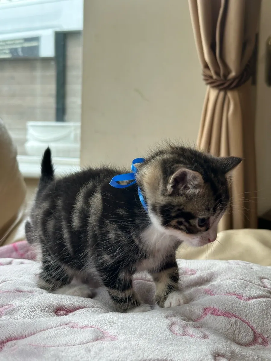 Long hair kittens - Image 2