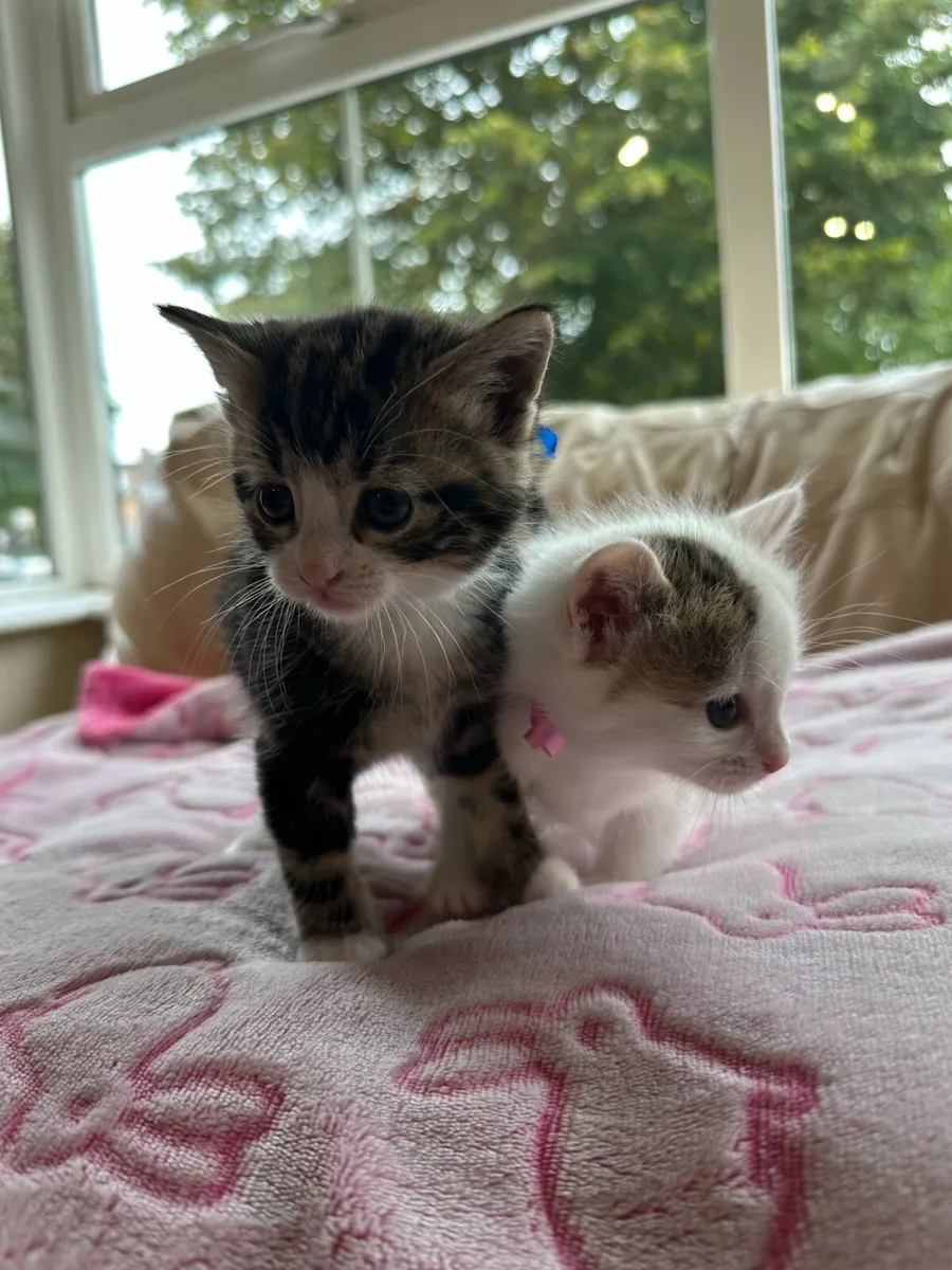 Long hair kittens - Image 3