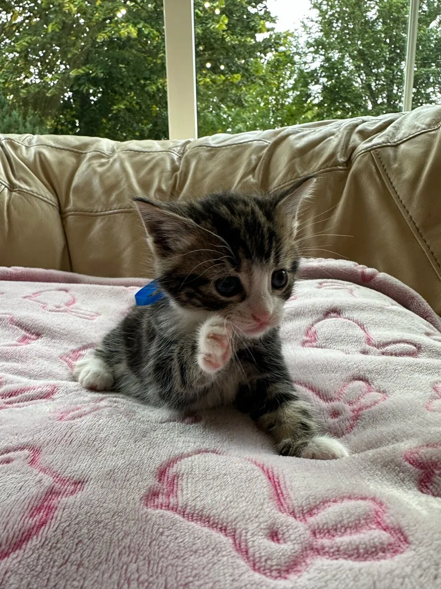 Long hair kittens - Image 4