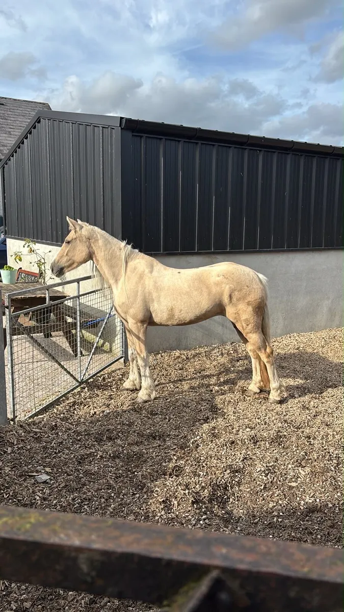 Pony - Image 1