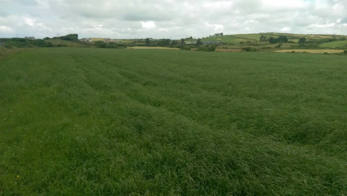 Silage Bales - Image 2