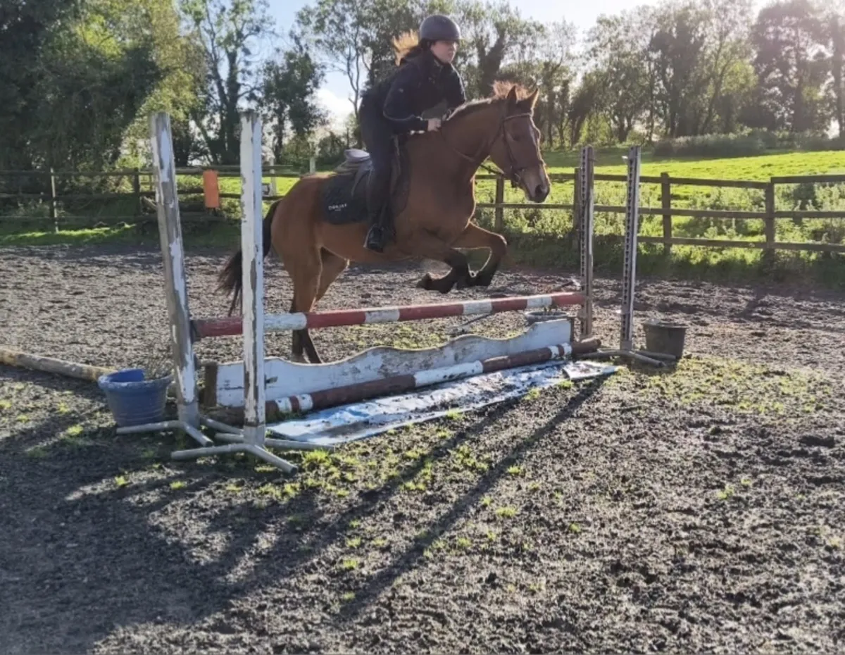 QUIET HONEST ALLROUNDER 14.2HH - Image 1