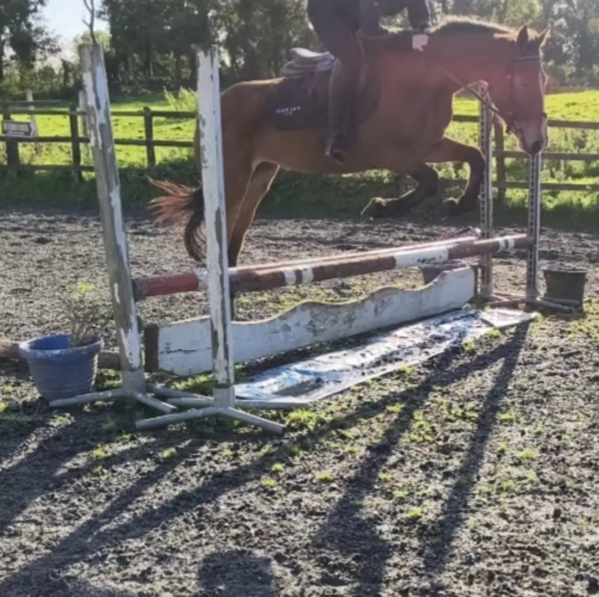 QUIET HONEST ALLROUNDER 14.2HH - Image 3