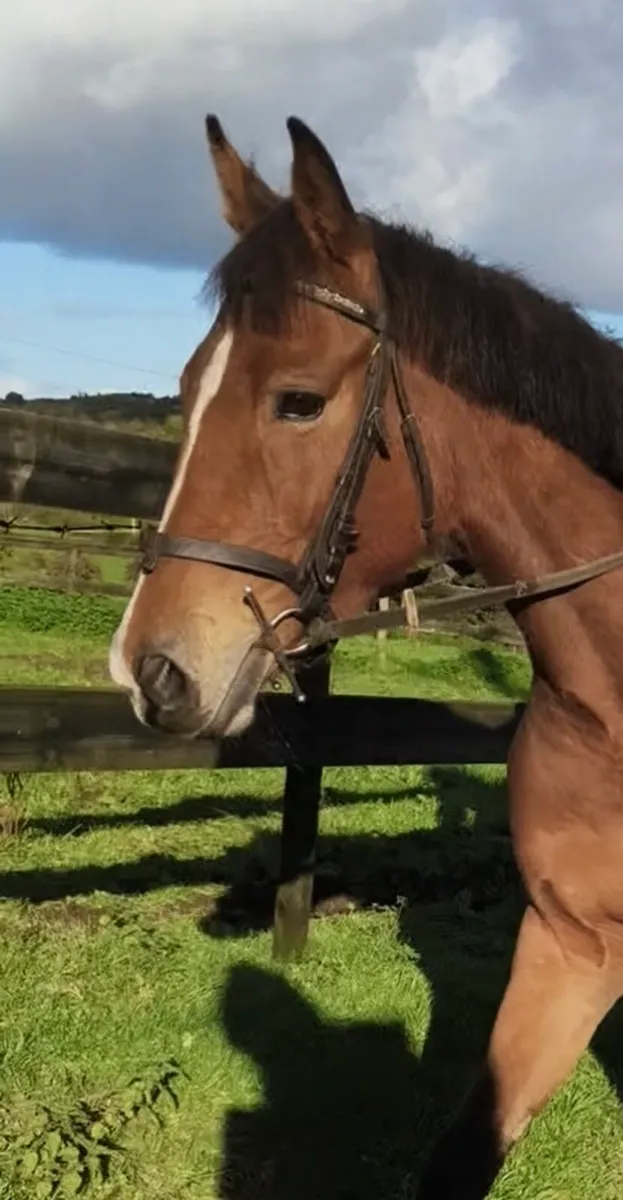QUIET HONEST ALLROUNDER 14.2HH - Image 4