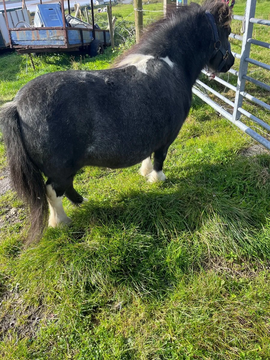 Ponies - Image 2