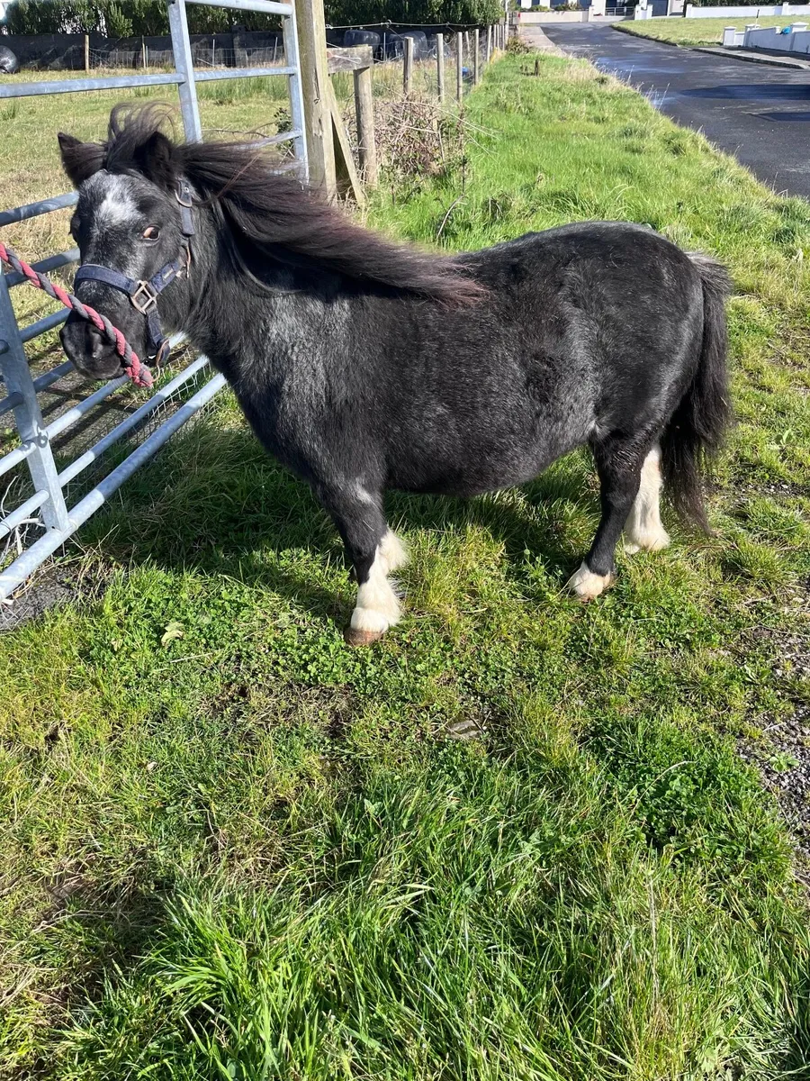 Ponies - Image 3