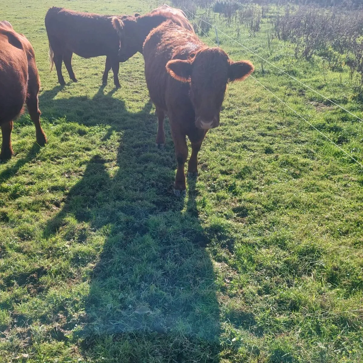 Saler Heifer for sale - Image 2