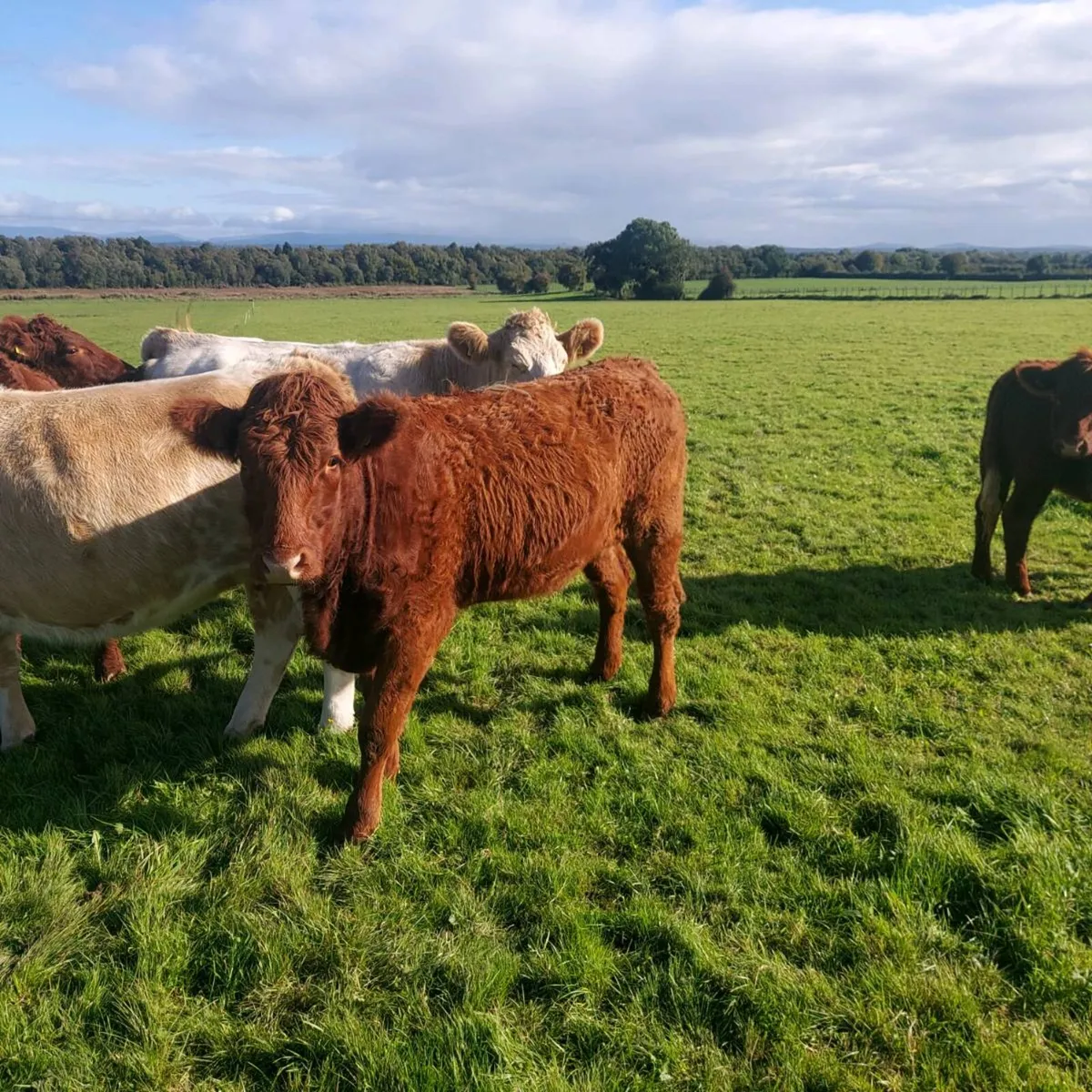 Saler Heifer for sale - Image 1