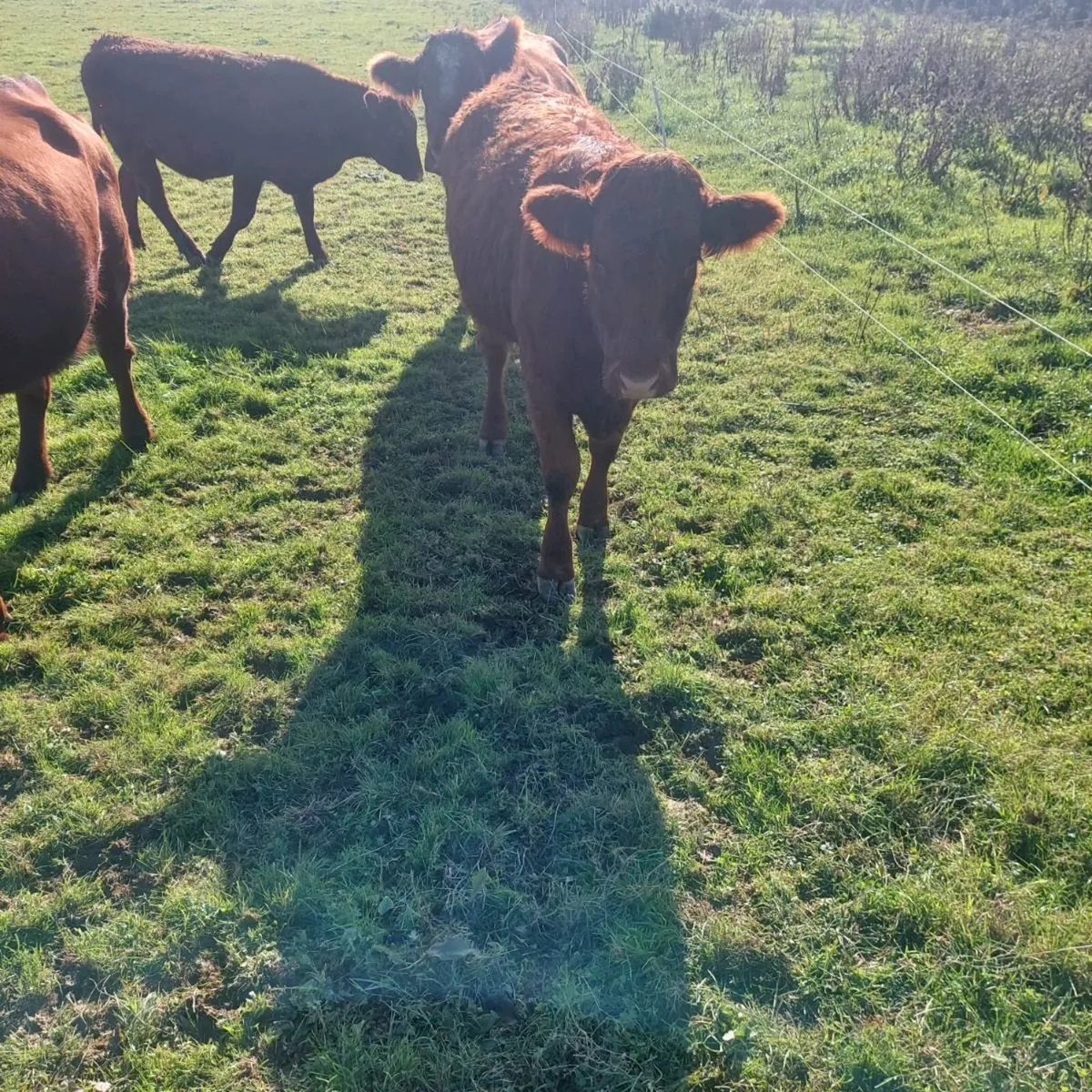 Saler Heifer for sale - Image 3