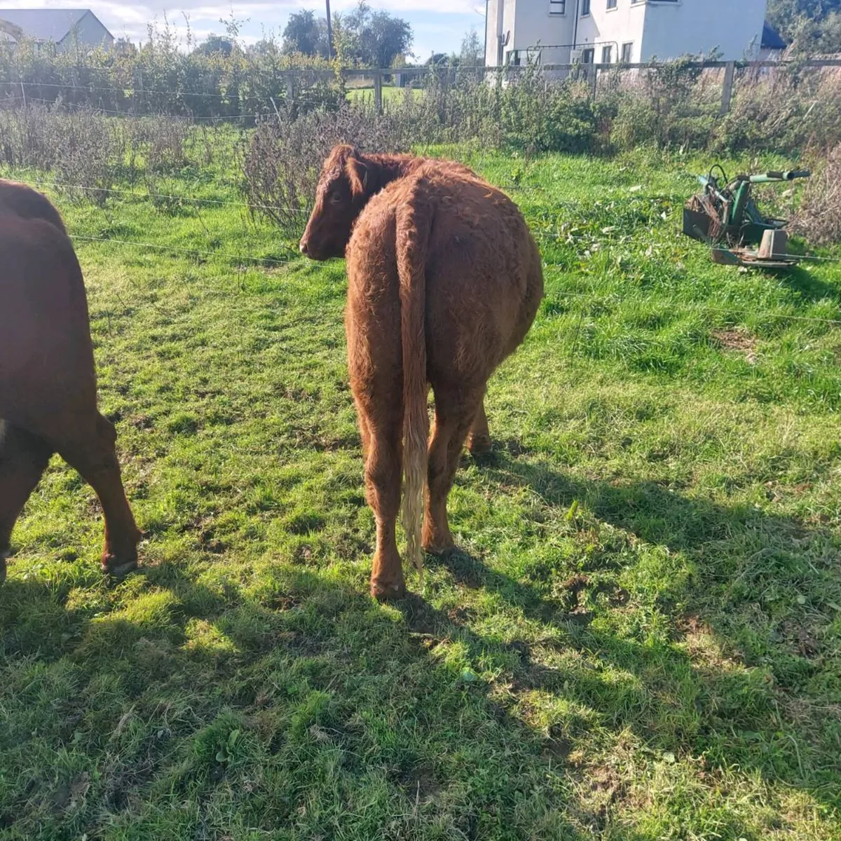 Saler Heifer for sale - Image 4