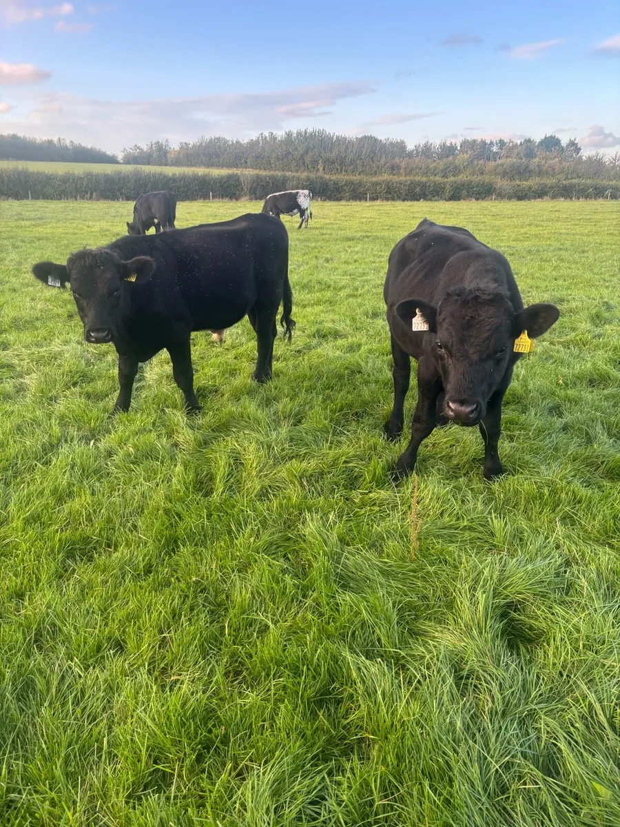 Weanlings - Image 2