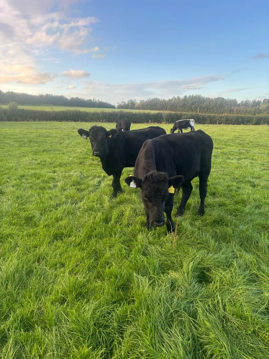 Weanlings - Image 1