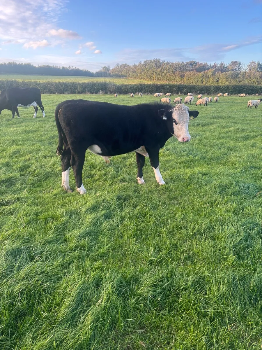 Weanlings - Image 3