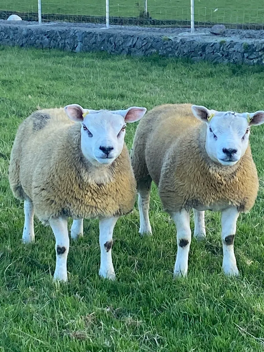2 Pedigree texel ram lambs - Image 1