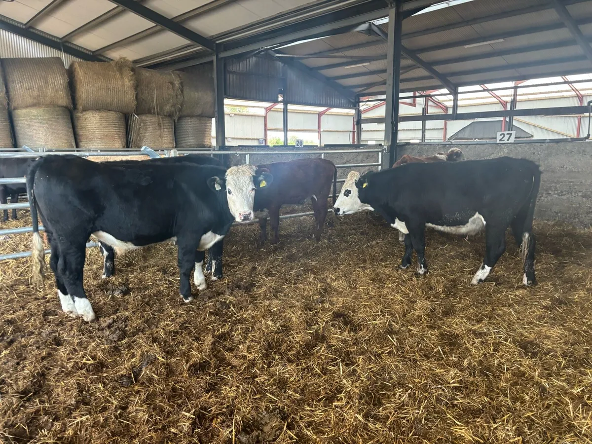 5 super 420 kg Hereford bullocks - Image 1