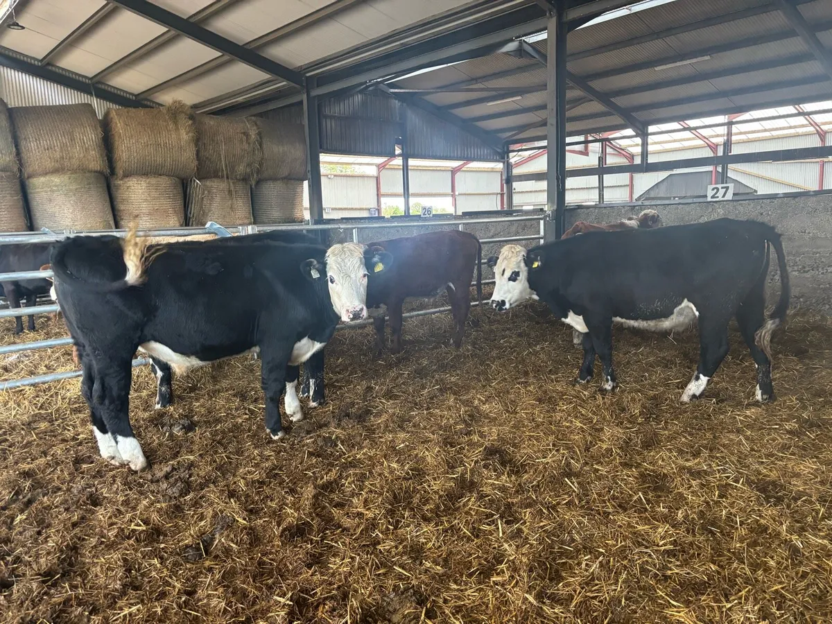 5 super 420 kg Hereford bullocks - Image 2