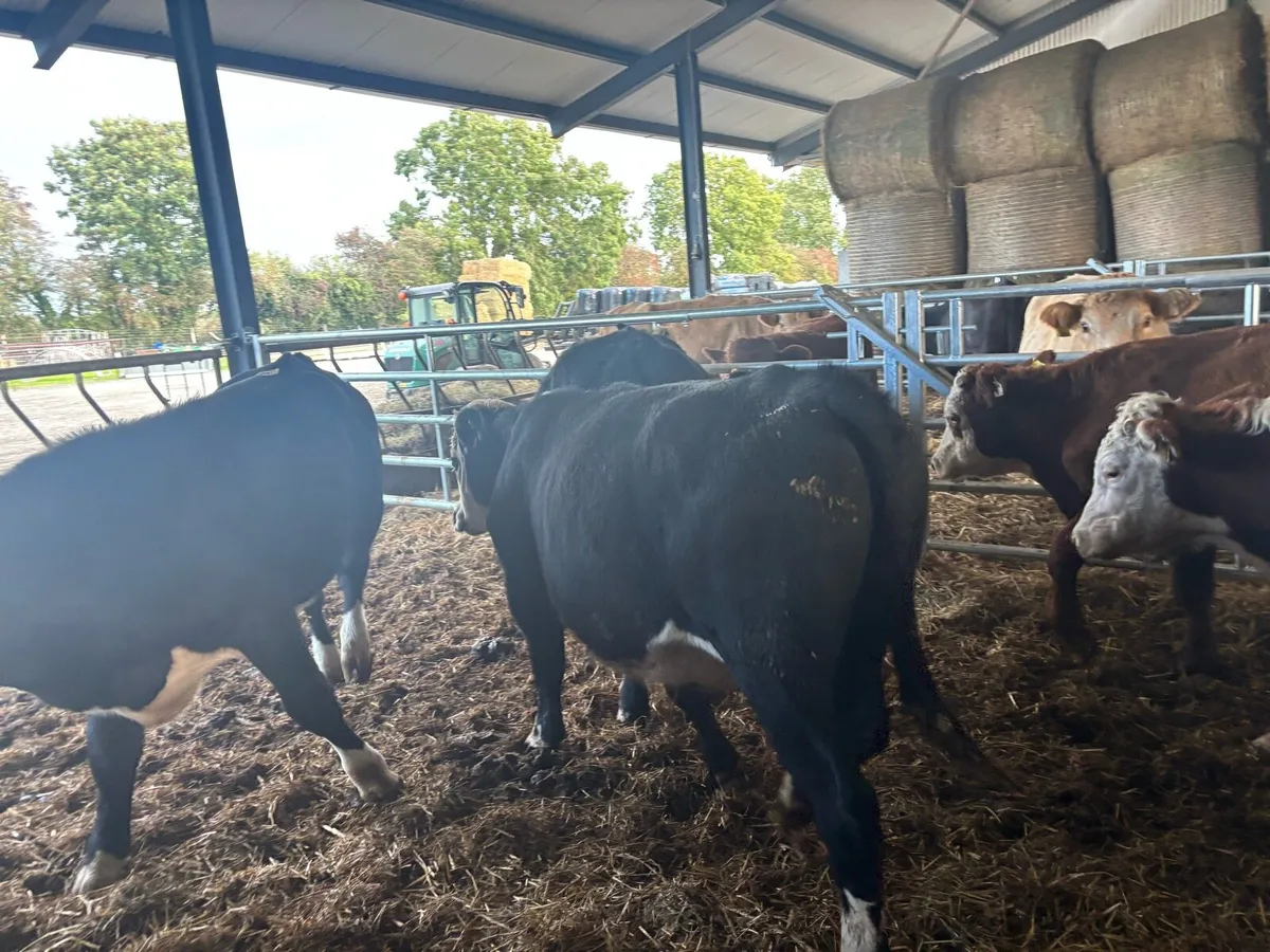 5 super 420 kg Hereford bullocks - Image 3