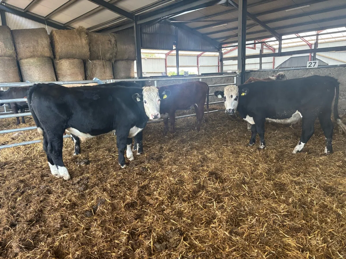 5 super 420 kg Hereford bullocks - Image 4