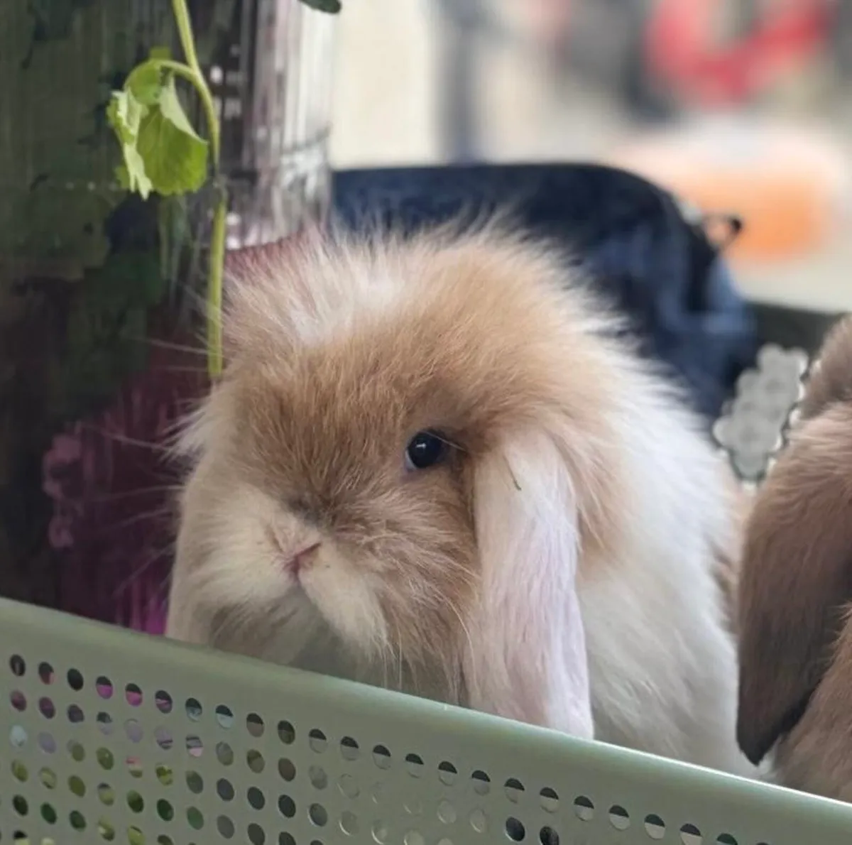 CASHMERE LOP RABBIT - Image 1