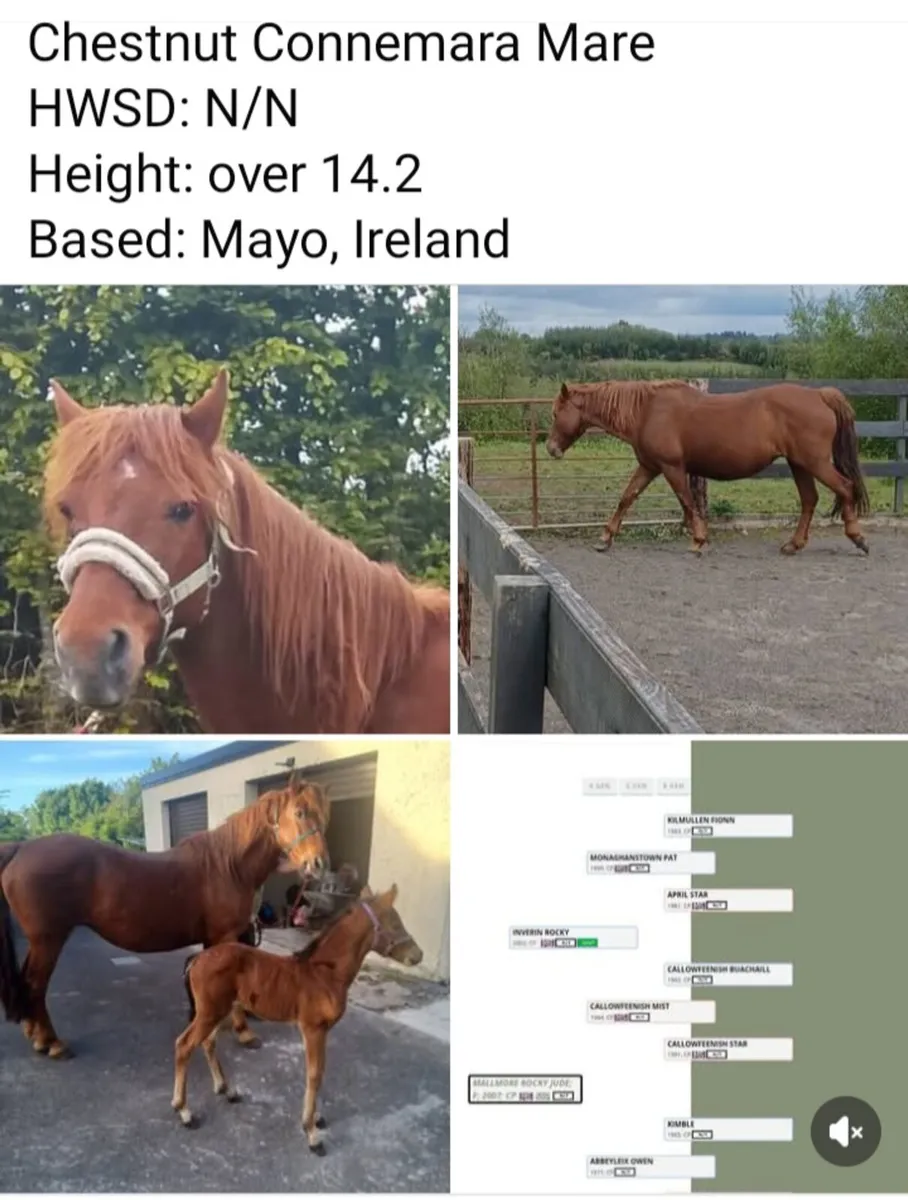 Chestnut Connemara Mare - Image 1