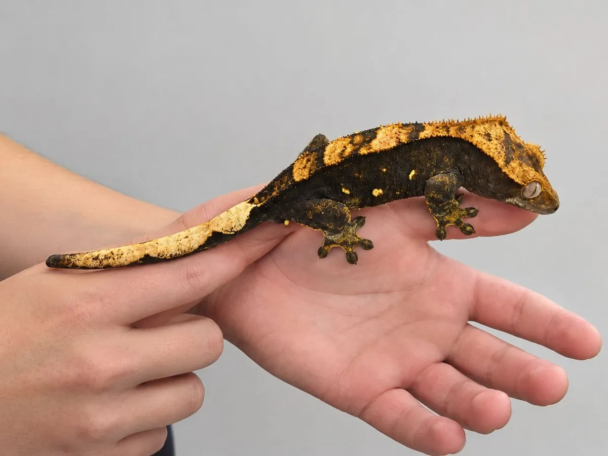 🦎 CRESTED GECKOS LOOKING FOR NEW HOMES 🦎 - Image 1