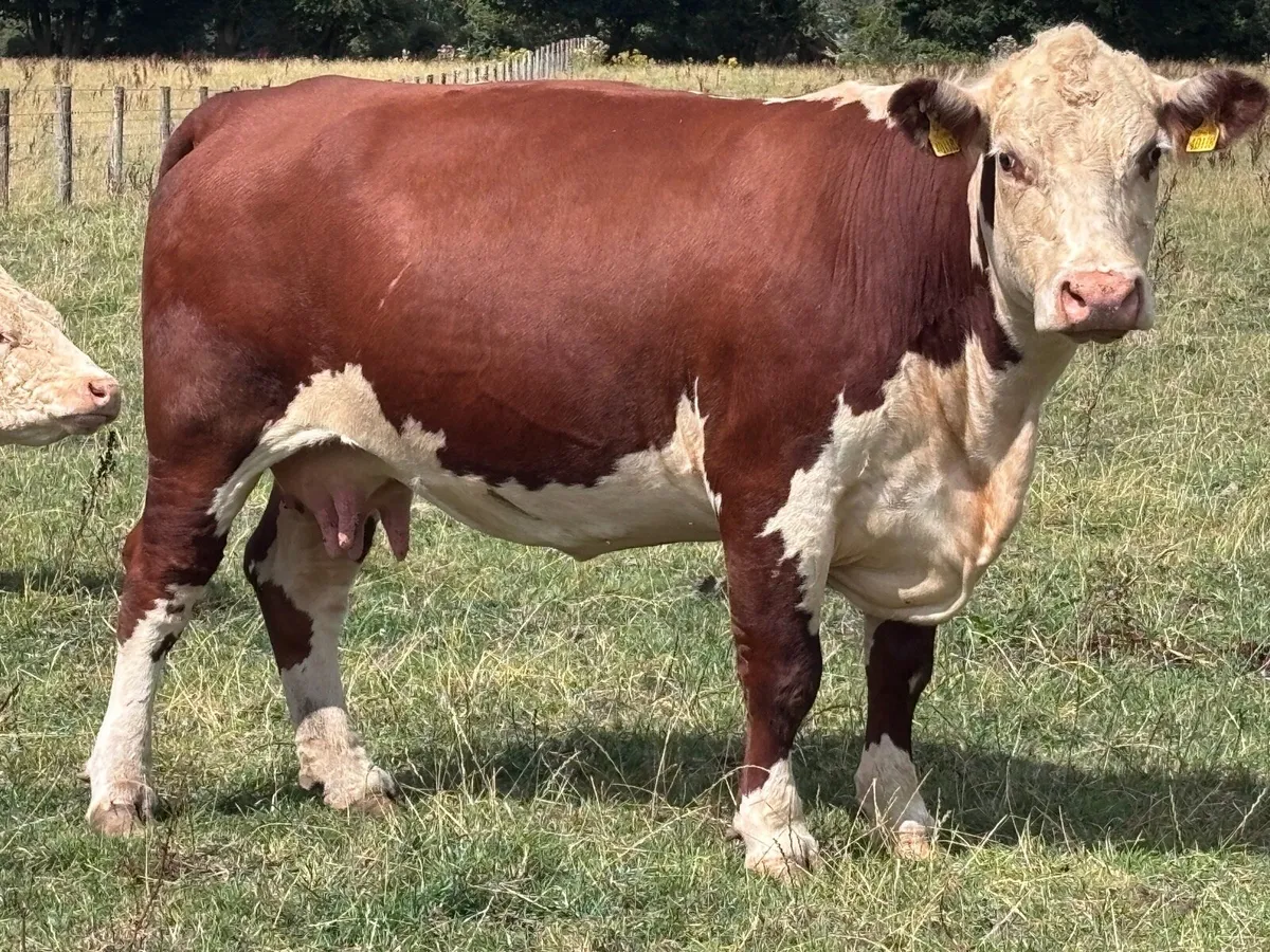 Hereford Cow & calf - Image 1