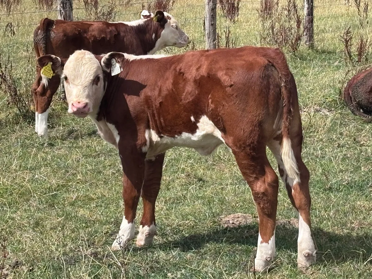 Hereford Cow & calf - Image 2