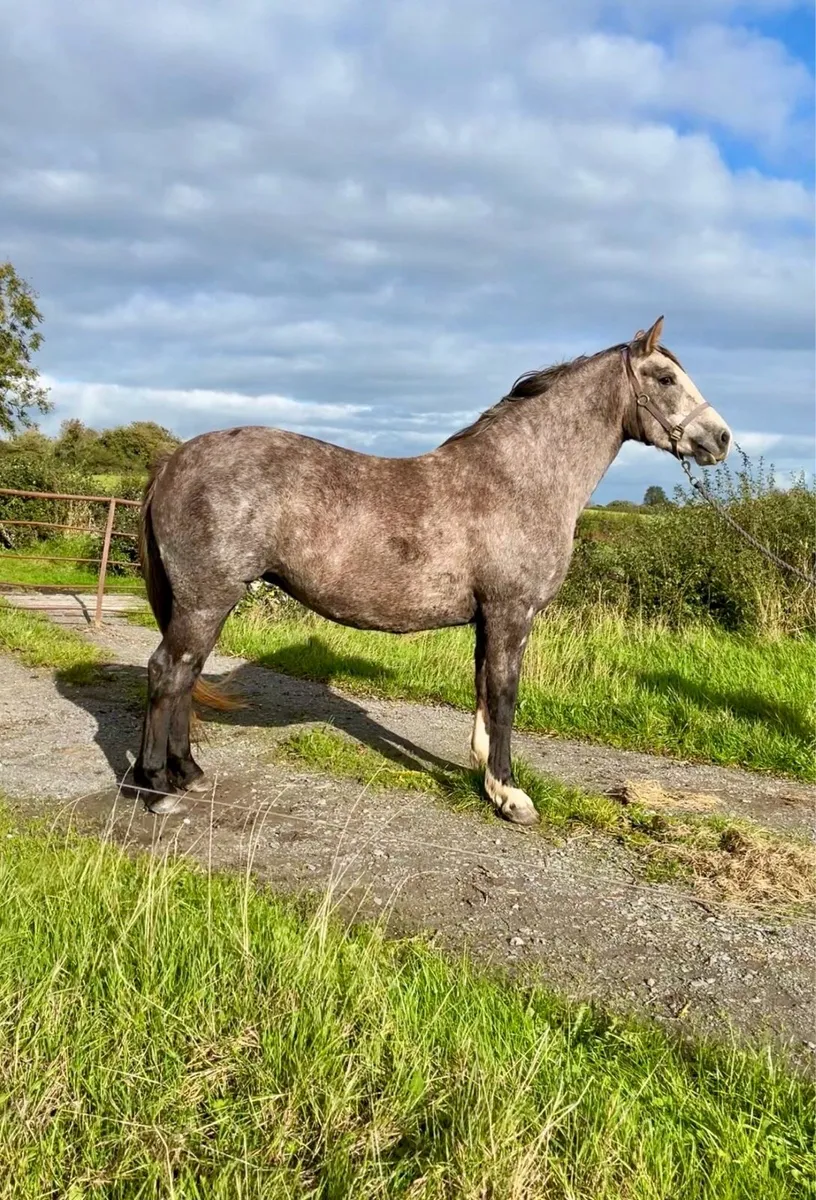 Irish draught 3yo filly - Image 3
