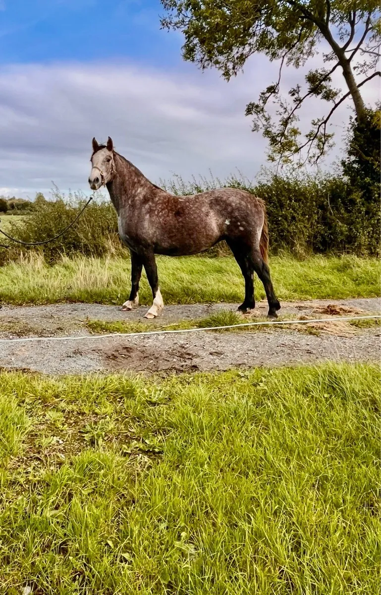 Irish draught 3yo filly - Image 4