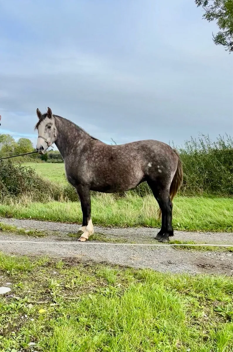 Irish draught 3yo filly - Image 2