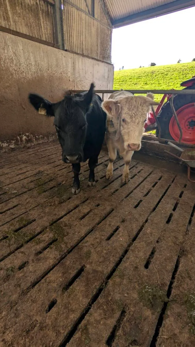 Heifers - Image 1