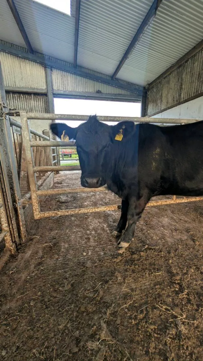Heifers - Image 2