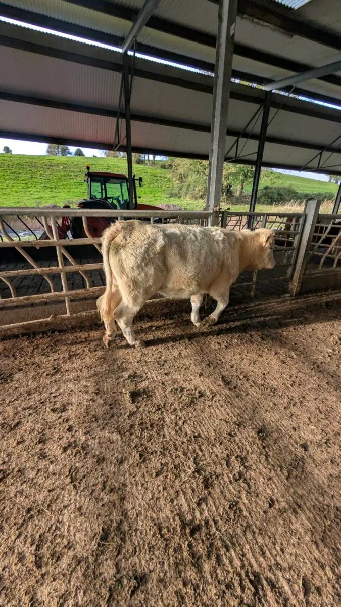 Heifers - Image 3