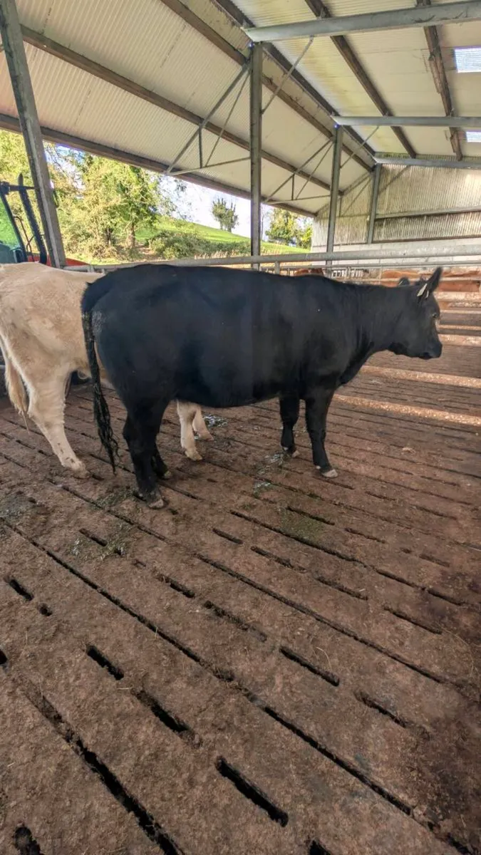 Heifers - Image 4