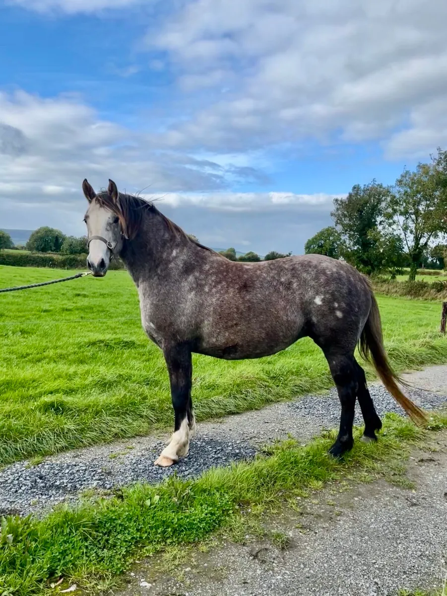Irish draught 3yo filly - Image 1