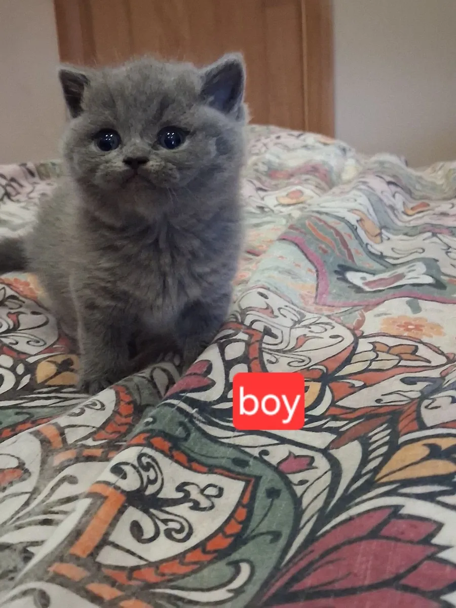 British shorthair kittens - Image 3