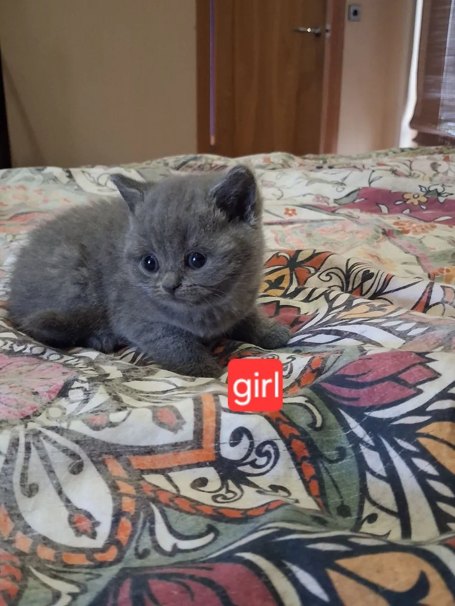 British shorthair kittens - Image 2