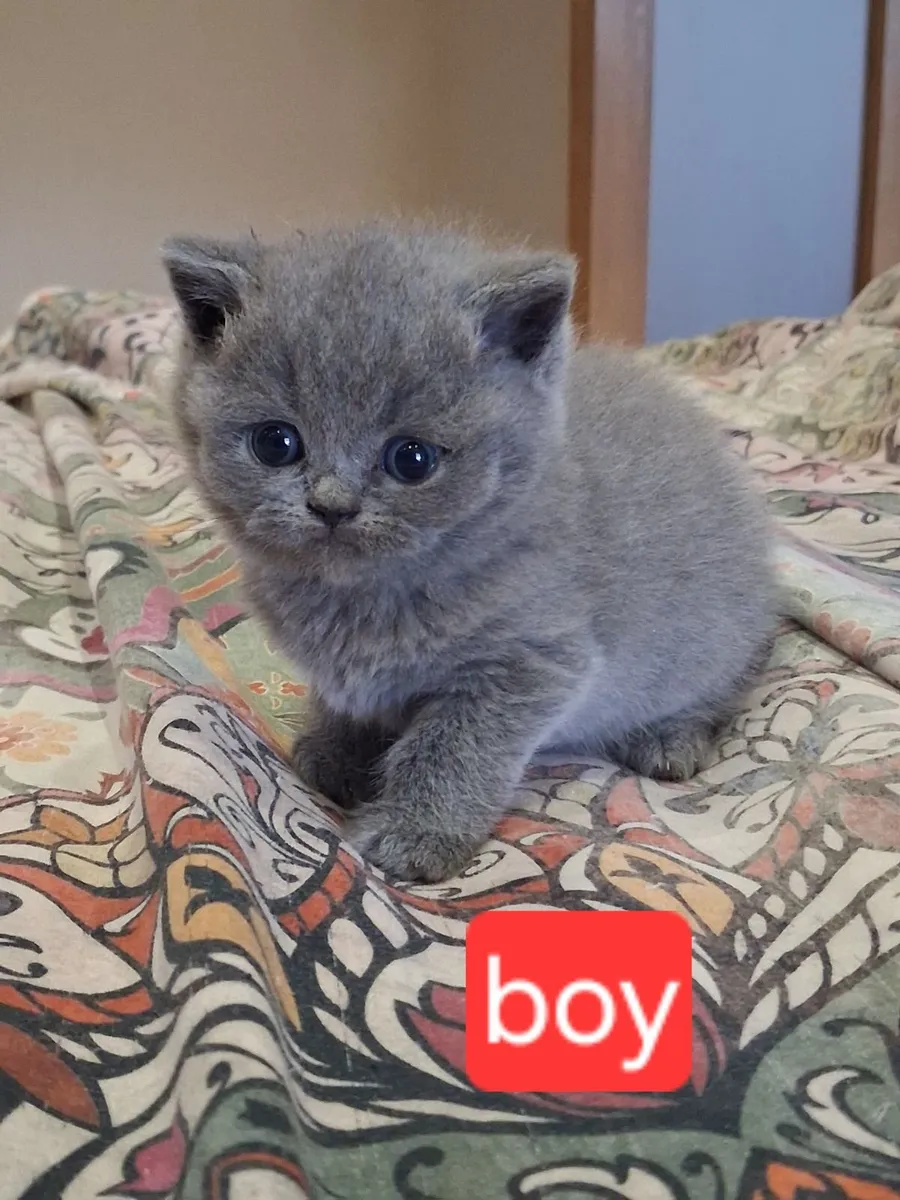 British shorthair kittens - Image 1