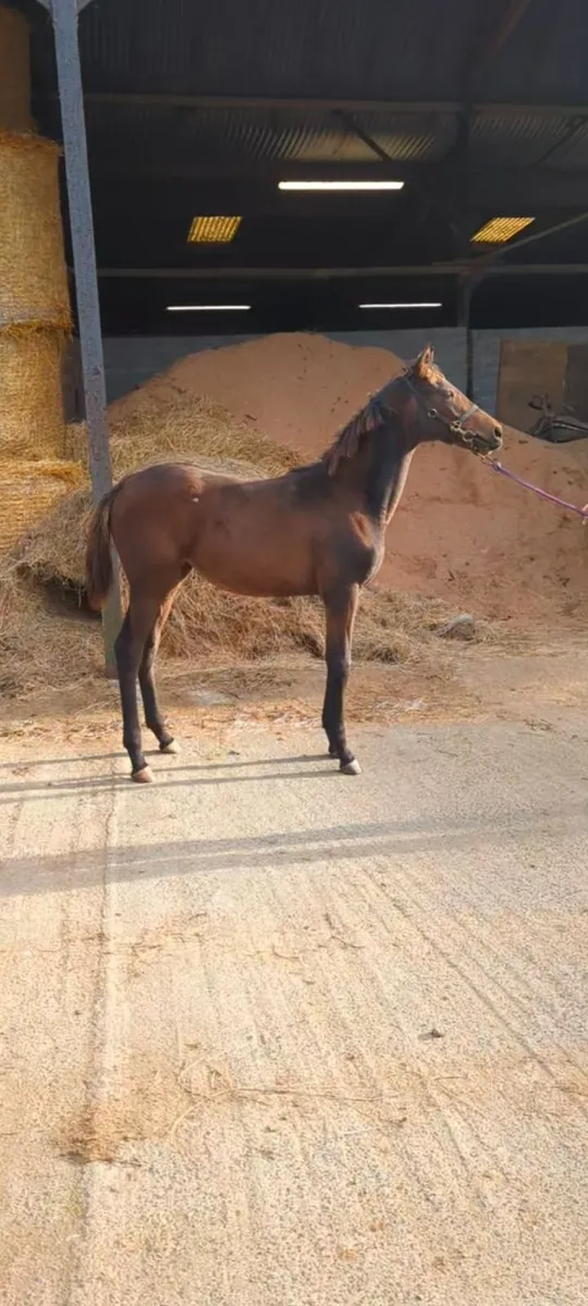 Filly foal by dee ex bee - Image 2