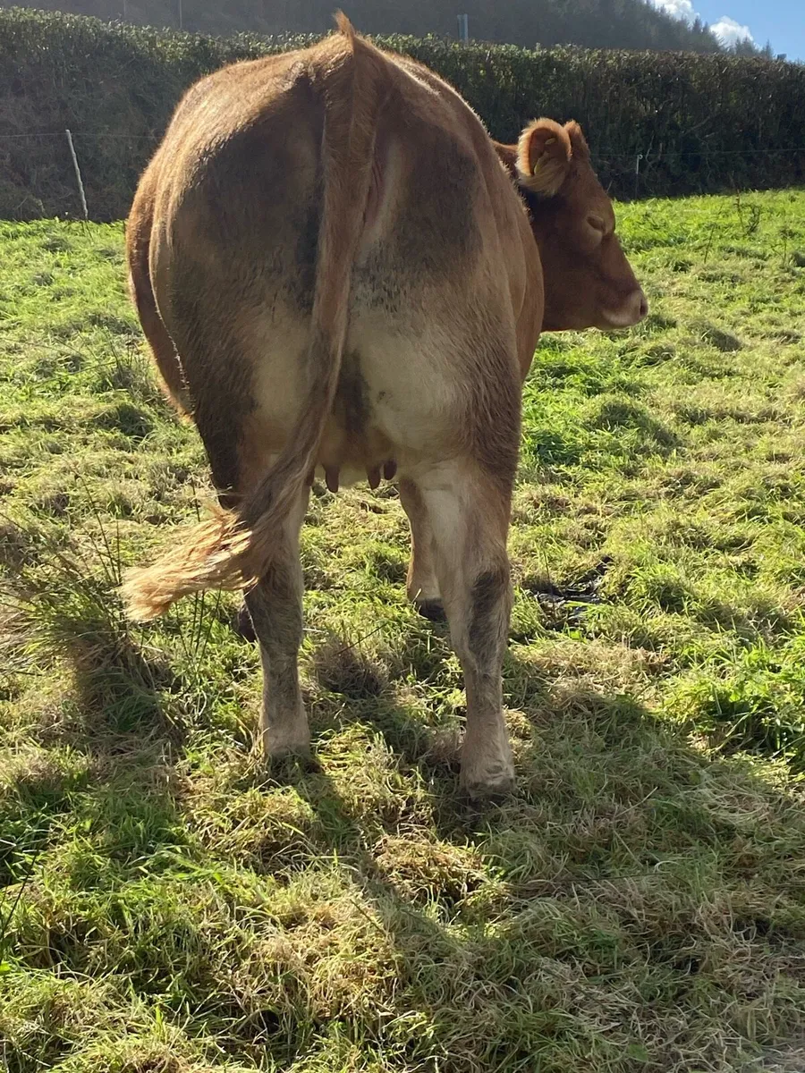 In calf Heifers Roscommon Mart Tuesday 13th Oct. - Image 2