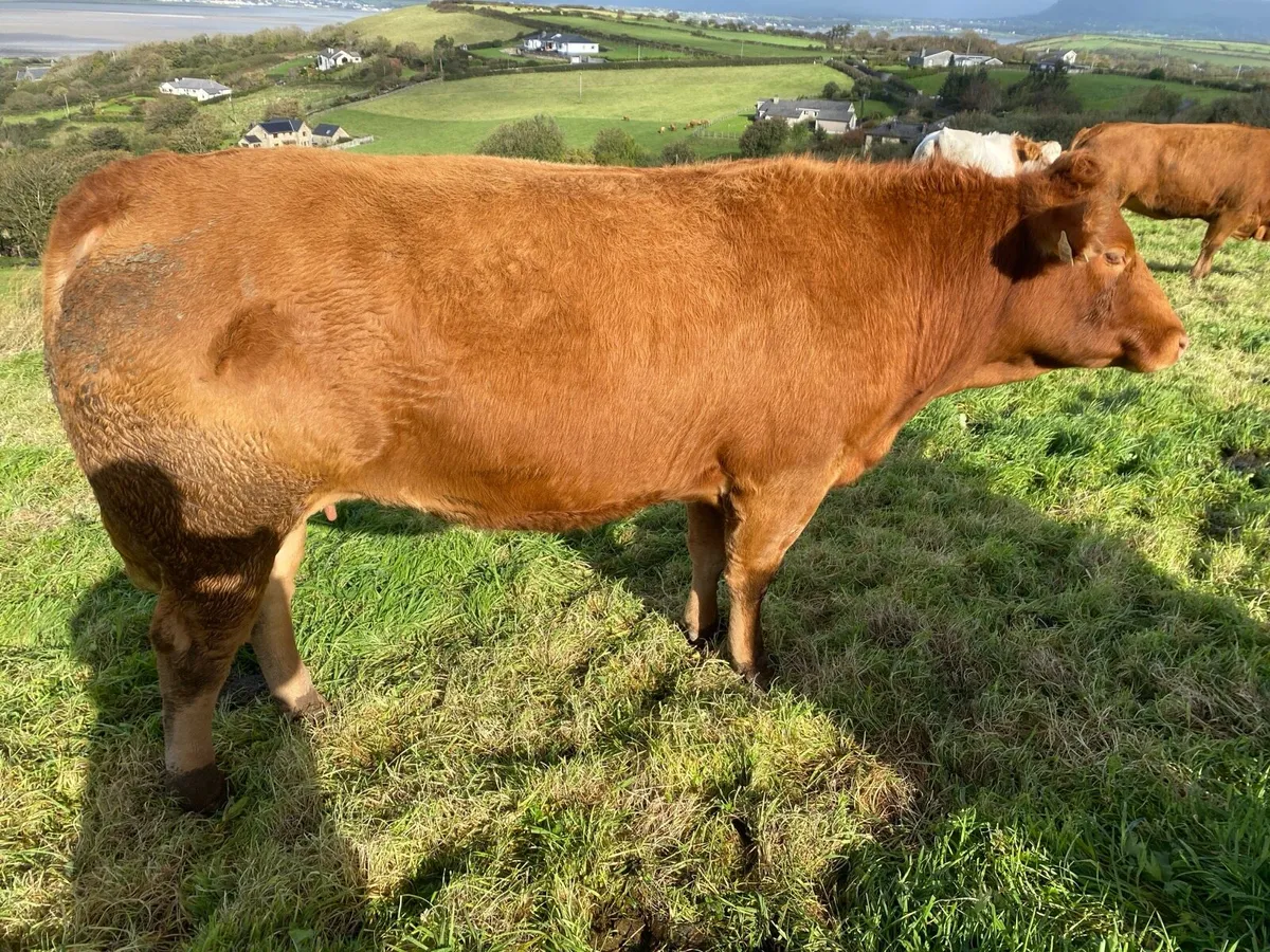 In calf Heifers Roscommon Mart Tuesday 13th Oct. - Image 3