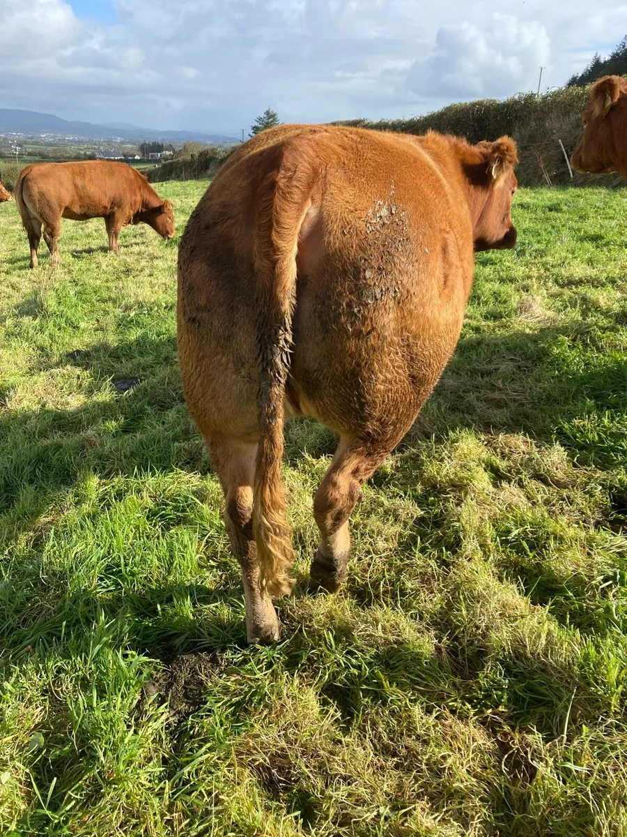 In calf Heifers Roscommon Mart Tuesday 13th Oct. - Image 4