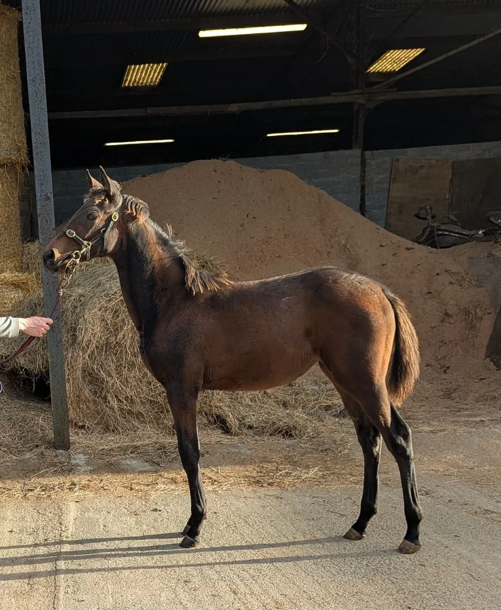 Filly foal by dee ex bee - Image 3