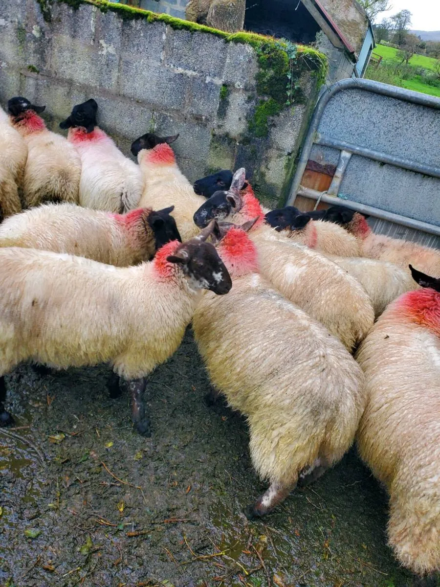 Suffolk milford X ewe lambs - Image 1