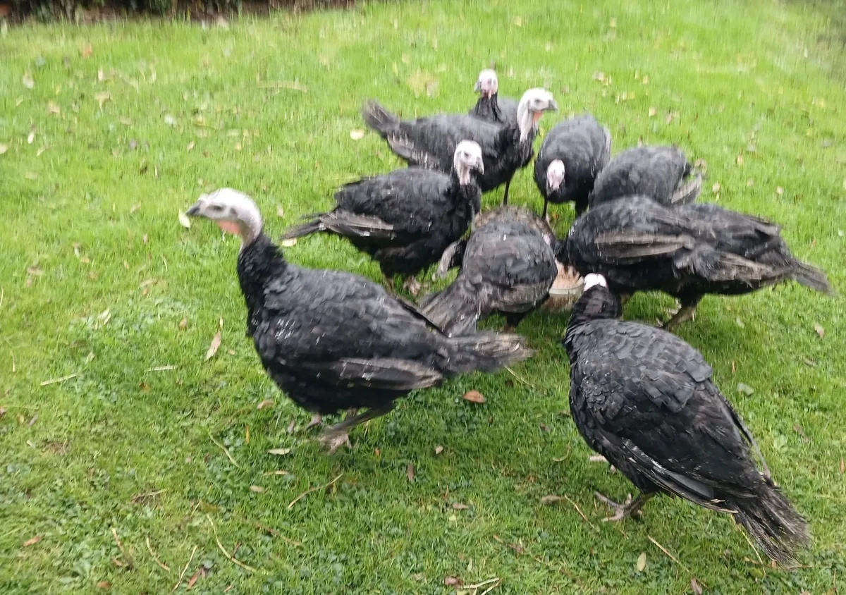 Farm Fresh Turkeys - Image 2
