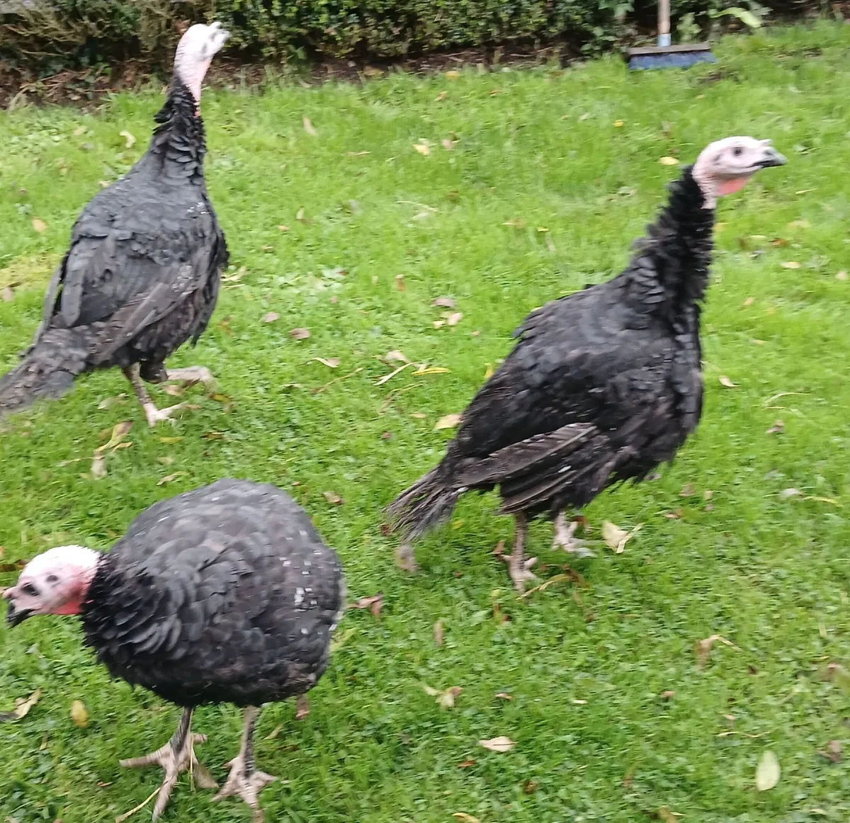 Farm Fresh Turkeys - Image 1
